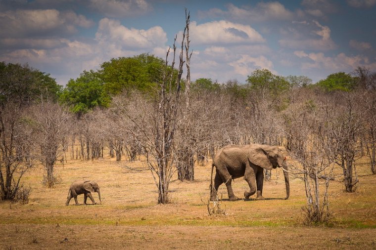 132 Zambia, South Luangwa NP, olifanten.jpg